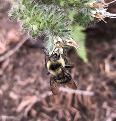 Bombus vandykei