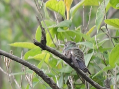 Cynanthus latirostris