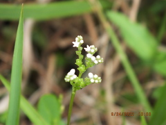Mitreola