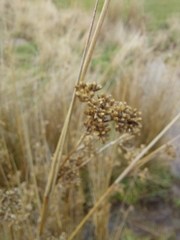 Juncus pallidus