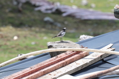 Motacilla alba alboides