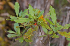 Coprosma dodonaeifolia