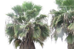 Washingtonia robusta