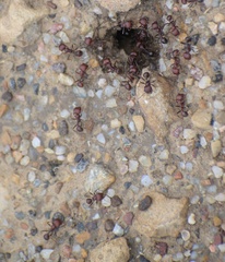 Pogonomyrmex rugosus