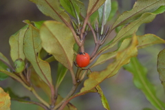 Coprosma dodonaeifolia