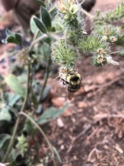 Bombus vandykei