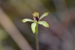 Caladenia atradenia