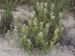 Lepidium alyssoides
