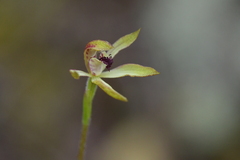 Caladenia atradenia