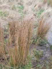 Juncus pallidus