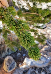 Pinus longaeva
