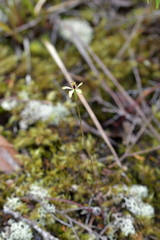 Caladenia atradenia