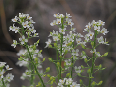 Lepidium alyssoides