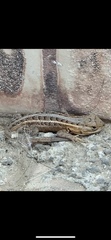 Sceloporus scalaris
