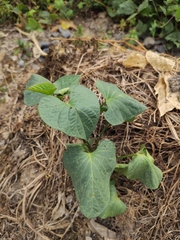Ipomoea batatas