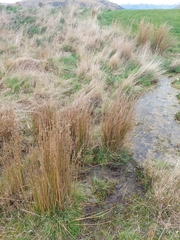 Juncus pallidus