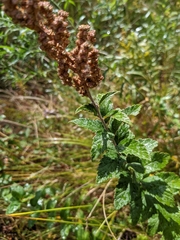 Spiraea tomentosa