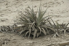 Tillandsia latifolia