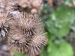Arctium