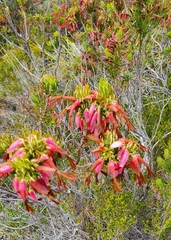 Erica plukenetii