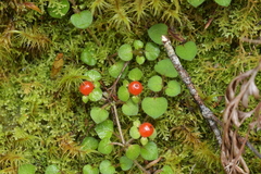 Nertera dichondrifolia