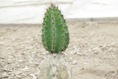 Armatocereus procerus