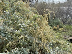 Atriplex nummularia