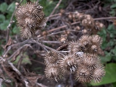 Arctium