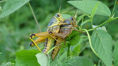 Brachystola behrensii