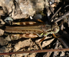 Melanoplus sanguinipes