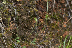 Pterostylis puberula