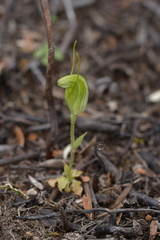 Pterostylis puberula