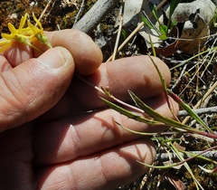 Senecio tenuiflorus