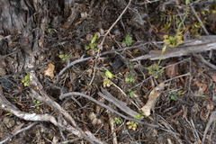 Pterostylis puberula