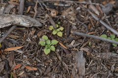 Pterostylis puberula