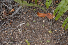 Pterostylis puberula