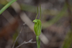 Pterostylis puberula
