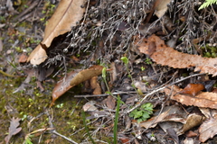 Pterostylis puberula