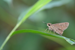 Borbo cinnara