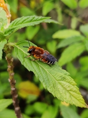Megachile lanata