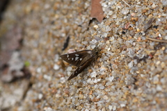 Pelopidas assamensis