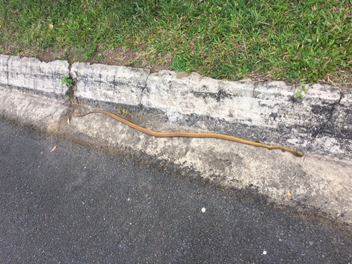 Brown Tree Snake sighting