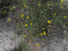 Xanthisma spinulosum