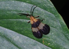Lycinae