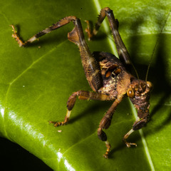 Ephippitytha kuranda