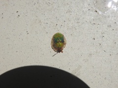 Eurypepla brevilineata