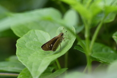 Borbo cinnara