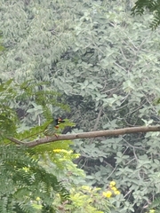 Psilopogon haemacephalus