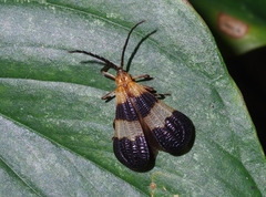 Lycinae