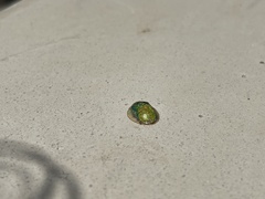 Eurypepla brevilineata